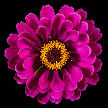 Mor zinya çiçeği, siyah arka planda izole edilmiş.