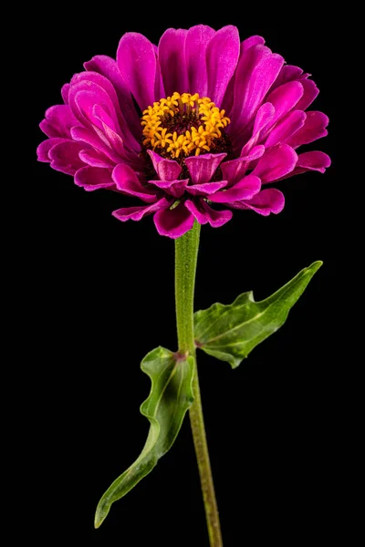 Flor Púrpura Zinnia Aislada Sobre Fondo Negro — Foto de Stock
