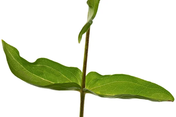 Φύλλα Του Λουλουδιού Της Ζίννιας Απομονωμένα Λευκό Φόντο — Φωτογραφία Αρχείου