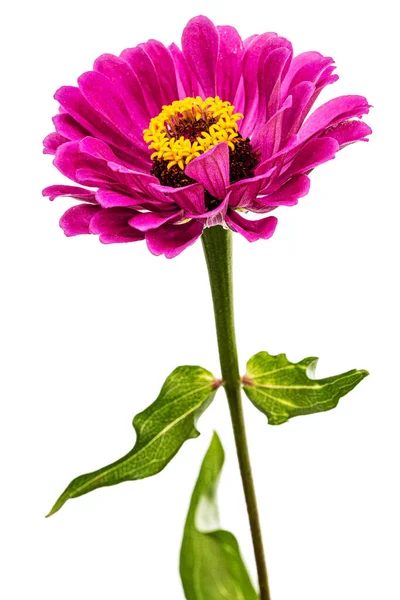 Фиолетовый Цветок Циннии Выделенный Белом Фоне Лицензионные Стоковые Изображения