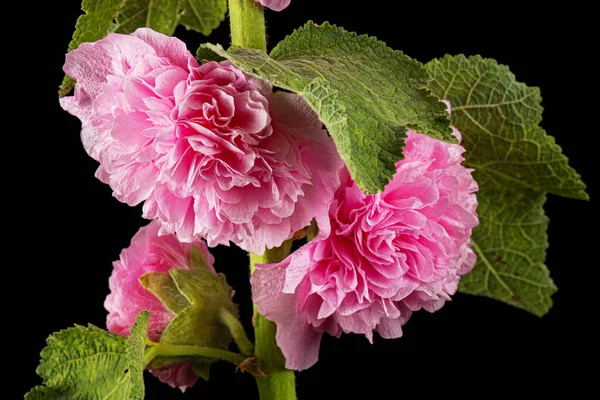 Rózsaszín Virág Mályva Elszigetelt Fekete Alapon — Stock Fotó