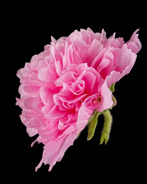 Różowy Kwiat Malwy Izolowany Czarnym Tle — Zdjęcie stockowe