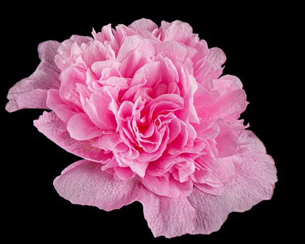 Rosa Blüte Der Malve Isoliert Auf Schwarzem Hintergrund — Stockfoto