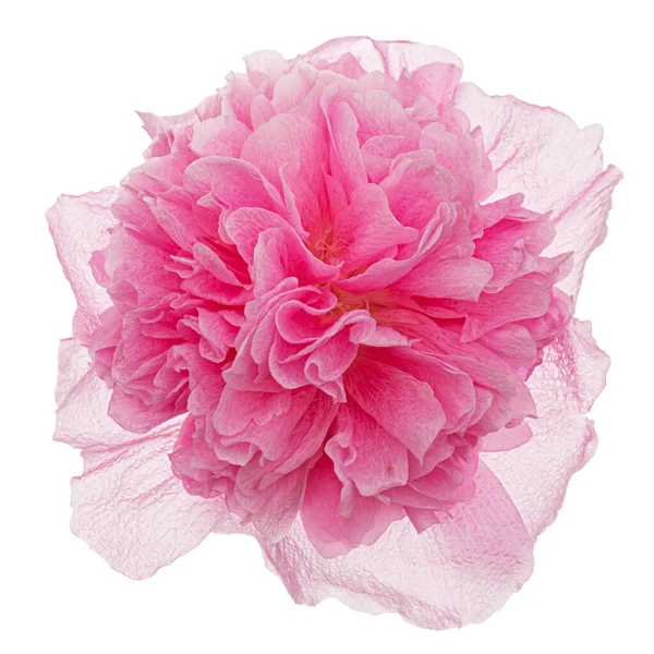 Rosa Blüte Der Malve Isoliert Auf Weißem Hintergrund — Stockfoto