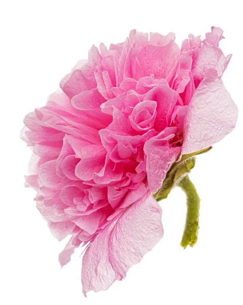 Rózsaszín Virág Mályva Elszigetelt Fehér Alapon — Stock Fotó