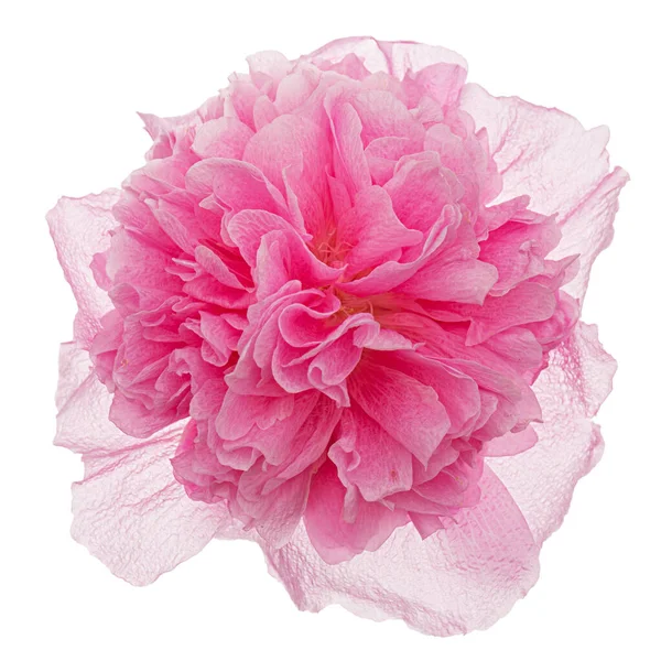 Rosa Fiore Malva Isolato Sfondo Bianco Immagini Stock Royalty Free