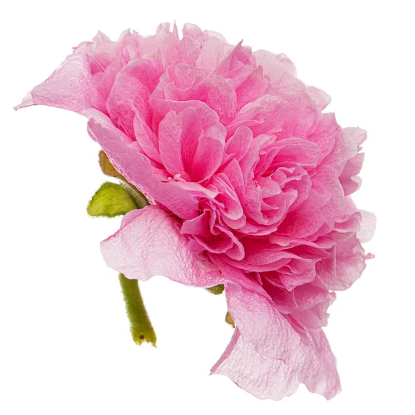 Ροζ Λουλούδι Μολόχας Απομονωμένο Λευκό Φόντο Royalty Free Φωτογραφίες Αρχείου