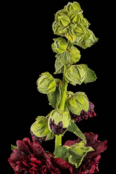 Fleur Mauve Rouge Très Foncé Isolée Sur Fond Noir — Photo