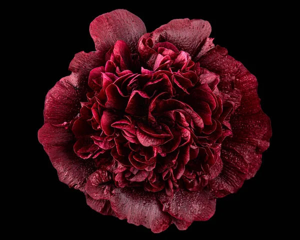 Sehr Dunkelrote Blüte Der Malve Isoliert Auf Schwarzem Hintergrund — Stockfoto