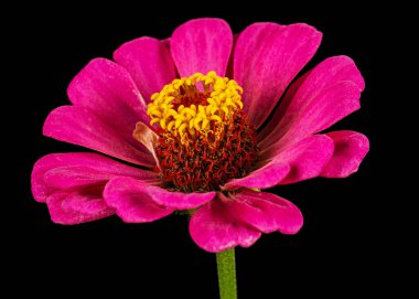 Zinyanın pembe çiçeği, siyah arka planda izole edilmiş.