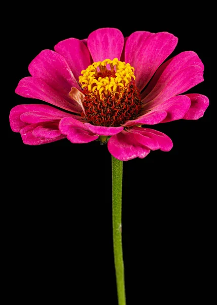 黒地に孤立したジンニアのピンクの花 — ストック写真