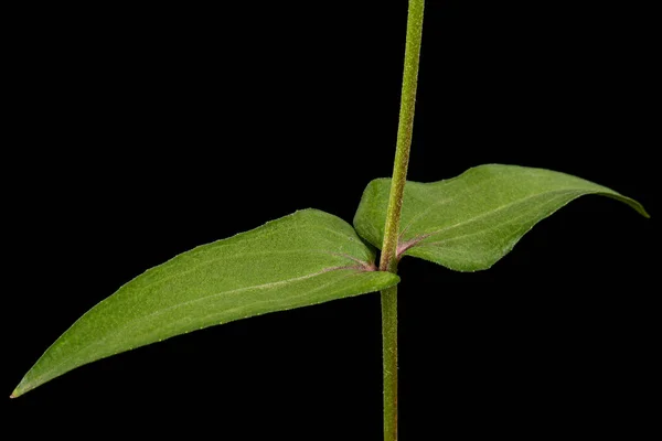 Πράσινα Φύλλα Του Λουλουδιού Της Zinnia Απομονωμένα Μαύρο Φόντο — Φωτογραφία Αρχείου