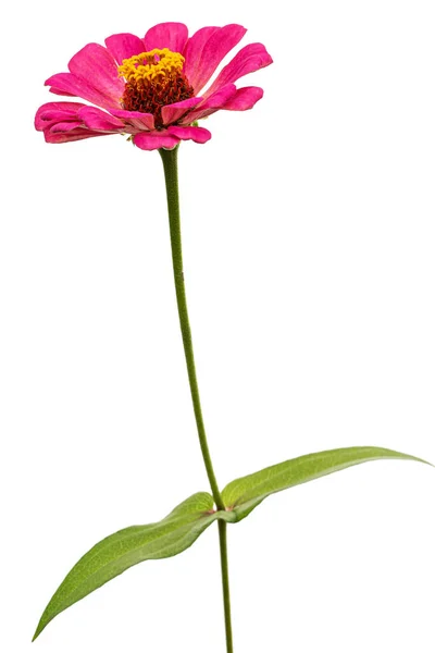 白地に孤立したジンニアのピンクの花 — ストック写真