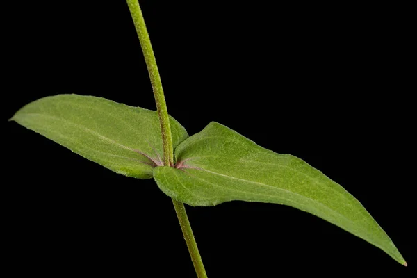 Zelené Listy Květu Zinku Izolované Černém Pozadí — Stock fotografie