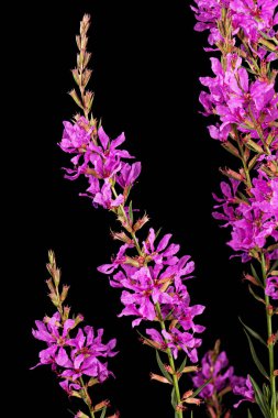 Siyah arkaplanda izole edilmiş Lythrum salicaria çiçekleri