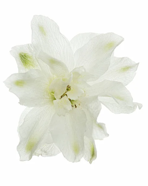 Fehér Virág Delphinium Larkspur Virág Elszigetelt Fehér Alapon — Stock Fotó
