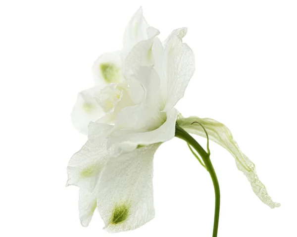 Weiße Blume Von Delphinium Lerchenspornblüte Isoliert Auf Weißem Hintergrund — Stockfoto