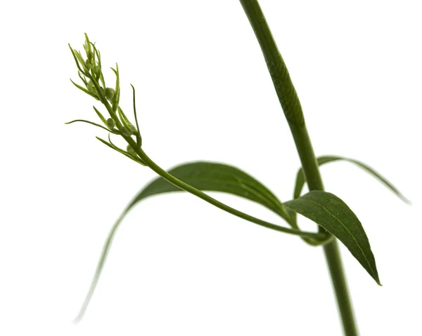 デルフィニウムの花の葉 白地に隔離されたラークスパー — ストック写真