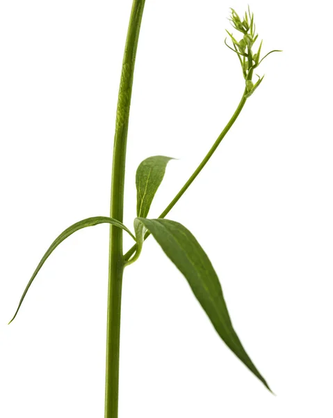 デルフィニウムの花の葉 白地に隔離されたラークスパー — ストック写真