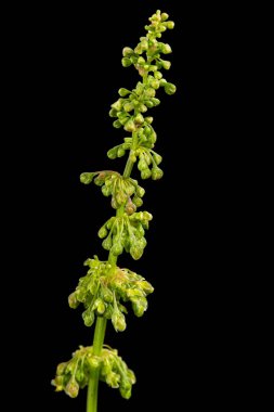 At gülü, Lat. Rumex Konferansı, siyah arkaplanda izole edilmiş.