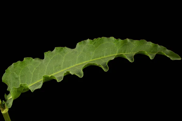 Horse Sorrel Leaf Lat Rumex Confertus Isolated Black Background — Stock Photo, Image
