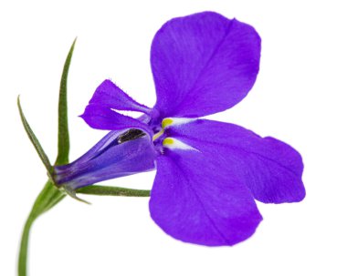 Lobelia erinus çiçeği, beyaz arka planda izole edilmiş.