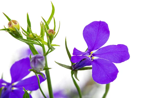 Lobelia Erinus Blume Isoliert Auf Weißem Hintergrund — Stockfoto