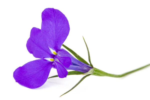 Квітка Лобелія Ерін Ізольована Білому Тлі — стокове фото