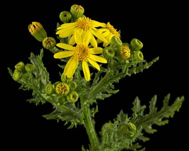 Yellow flowers of Senecio Vernalis, Eastern groundsel, Spring groundsel, isolated on black background clipart