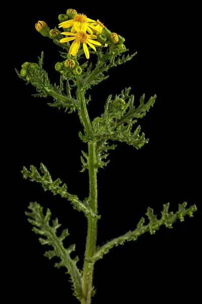Gula Blommor Senecio Vernalis Stra Groundsel Ren Groundsel Isolerad Svart — Stockfoto