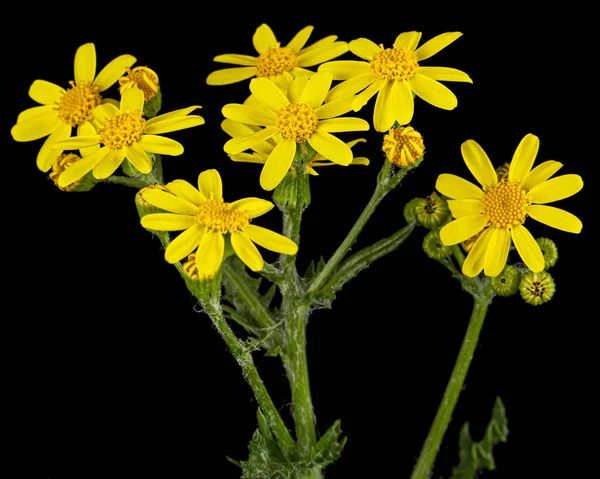 Żółte Kwiaty Senecio Vernalis Groundsel Wschodni Groundsel Wiosenny Odizolowany Czarnym — Zdjęcie stockowe