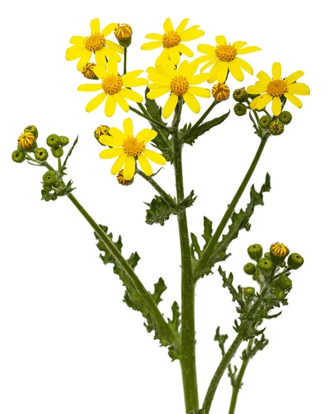 Senecio Vernalis Sarı Çiçekleri Doğu Arazisi Bahar Arazisi Beyaz Arka — Stok fotoğraf