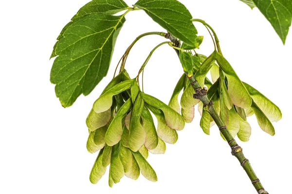 Javorová Větev Listím Zelenými Lvice Izolované Bílém Pozadí — Stock fotografie