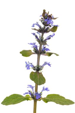 Ajuga sürüngenleri bitki yetiştirir. Ayrıca yaygın ya da mavi borazan, bugleherb, bugleweed, havyar, halı bugleweed olarak da bilinir. Beyaz arkaplanda izole.