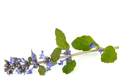 Ajuga sürüngenleri bitki yetiştirir. Ayrıca yaygın ya da mavi borazan, bugleherb, bugleweed, havyar, halı bugleweed olarak da bilinir. Beyaz arkaplanda izole.