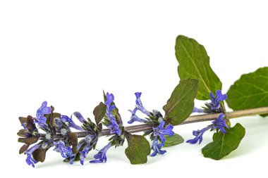 Ajuga sürüngenleri bitki yetiştirir. Ayrıca yaygın ya da mavi borazan, bugleherb, bugleweed, havyar, halı bugleweed olarak da bilinir. Beyaz arkaplanda izole.