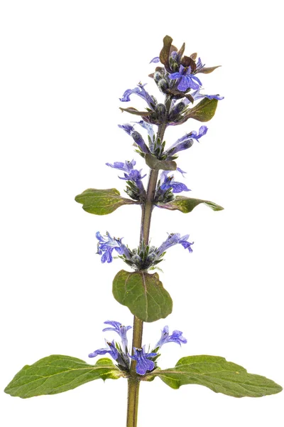 stock image Ajuga reptans plant. Also known as common or blue bugle, bugleherb, bugleweed, carpetweed, carpet bugleweed. Isolated on white background.