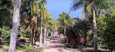Jardin Botanico Historico La Concepcion, Malaga, İspanya - 23 Şubat 2023: dolambaçlı bir yol boyunca verimli palmiye ağaçları sergilenen sakin bahçe.