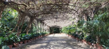 Jardin Botanico La Concepcion, Malaga - İspanya - 23 Şubat 2023: Bereketli yeşillikler ve canlı bitkiler arasında sakin bir yol.