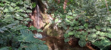 Jardin Botanico La Concepcion, Malaga, İspanya - 23 Şubat 2023: canlı yeşillik ve tropikal bitkilerle çevrili sakin bir su özelliği.