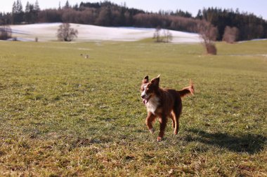 Arka planda parlak mavi gökyüzü olan bir köpek tarlada koşuyor. Köpek çimenlerde koşarken mutlu ve enerjik görünüyor.