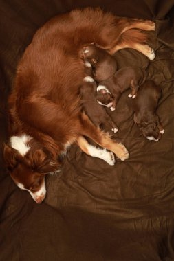 Bir anne köpek yavrularıyla birlikte bir yatakta uzanıyor. Yavruların hepsi uyuyor ve anne köpek onlara bakıyor.