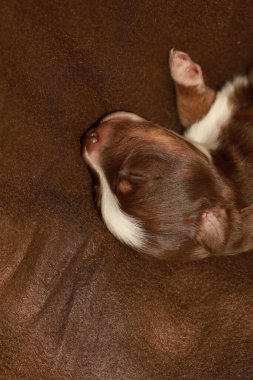 Kahverengi ve beyaz bir köpek yavrusu kahverengi bir kanepede uyuyor. Yavru köpek kıvrılır ve başını patilerinin üzerinde dinlendirir. Sıcaklık ve rahatlık kavramı, köpek yavrusu kanepede rahat bir yerde.