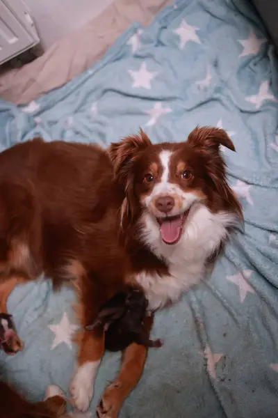 Minyatür bir Avustralya Amerikan çoban köpeği yıldız desenli mavi bir battaniyenin üzerinde yatıyor. Köpek gülümsüyor ve mutlu.