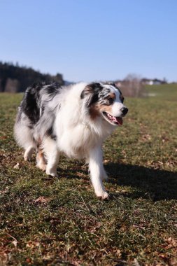 Çimenli bir arazide bir köpek yürüyor. Köpek siyah, beyaz ve kahverengi renklerin karışımıdır.