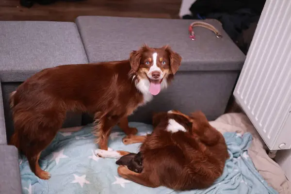 İki kahverengi köpek mavi bir battaniyenin üzerinde yatıyor. Köpeklerden biri ayağa kalktı ve diğeri uzandı.