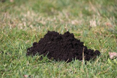 Çimlerin üzerinde bir yığın toprak var. Toprak kahverengi ve o bir bahçeden.