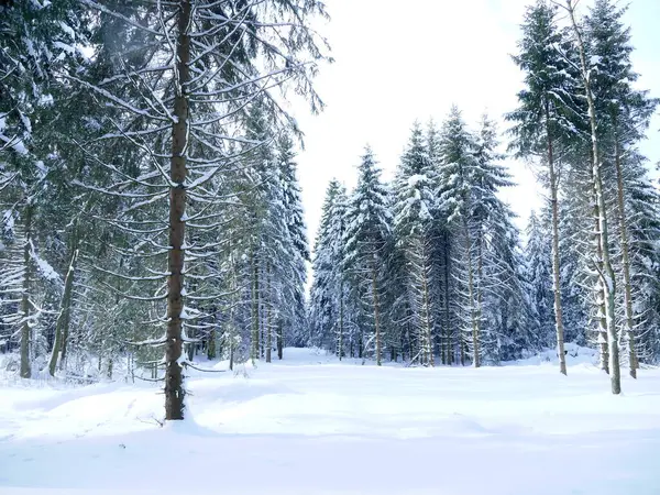 Karla kaplı ağaçlarla kaplı karlı bir orman. Huzurlu ve huzurlu bir sahne.