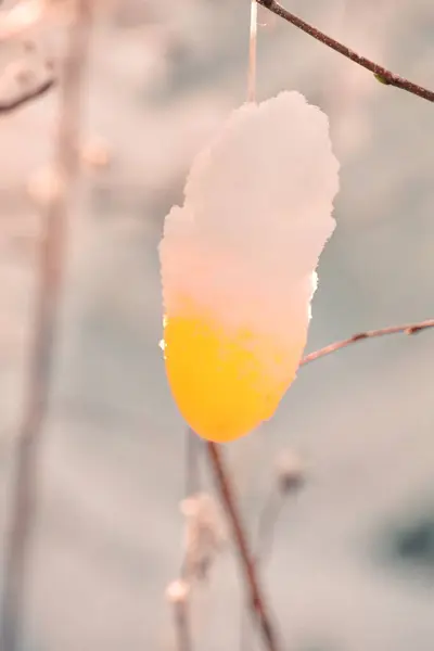 Üzerinde kar olan sarı bir çiçek...