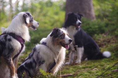 Üç köpek otlak bir yamaçta oturuyor, biri mor bir koşum takımı takıyor..